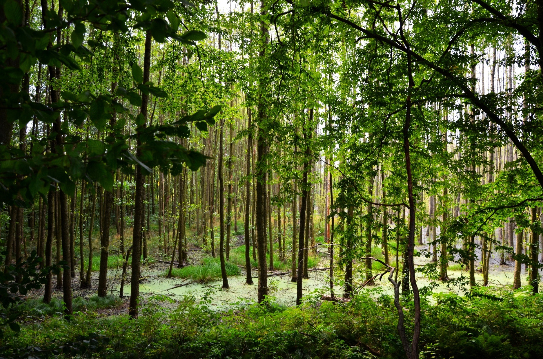Wermsdorfer Wald