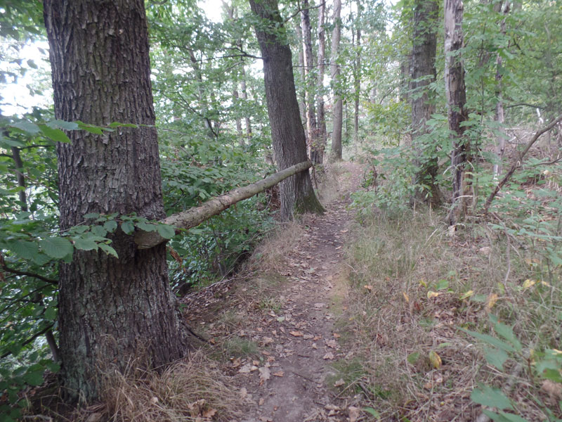 Naturschutzgebiet Döbener Wald